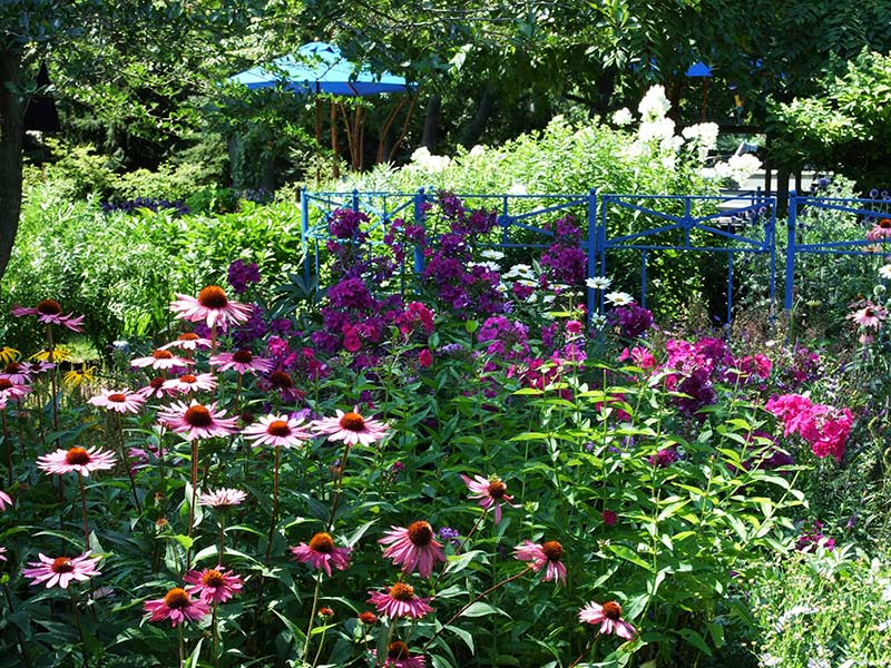 Blue Project: Colorful flowers in residential landscape