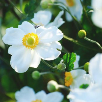 Small white flowers with yellow center